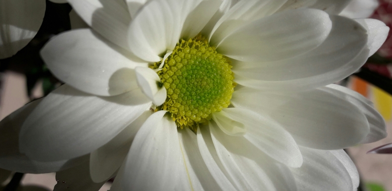 למה זה אנוכי